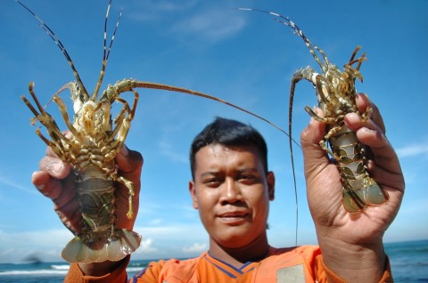 Dirjen KKP Paparkan Pedoman Minimal Persyaratan Budi Daya Lobster