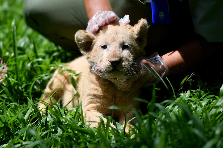 Gisel, Bayi Singa Putih di Taman Safari Prigen yang Lahir saat Pandemi