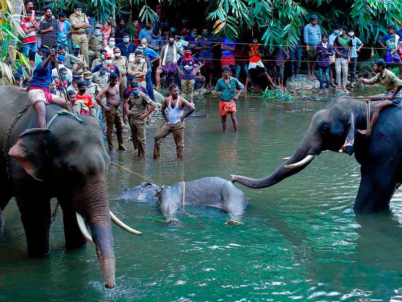 Beri Makan Gajah dengan Nanas Berisi Petasan, Dua Orang Ditahan - Medcom.id