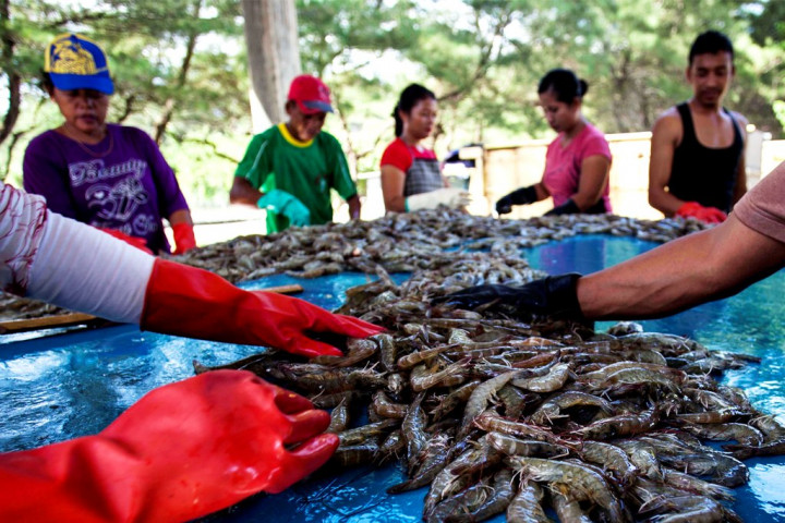 KKP Proyeksikan Sukabumi Jadi Percontohan Budi Daya Udang