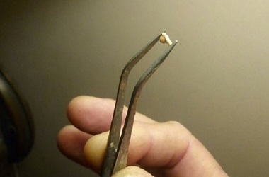 Ilmuwan Temukan Fosil Kodok Berusia Dua Juta Tahun