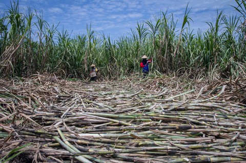 Omzet Petani Tebu Turun di Musim Penen
