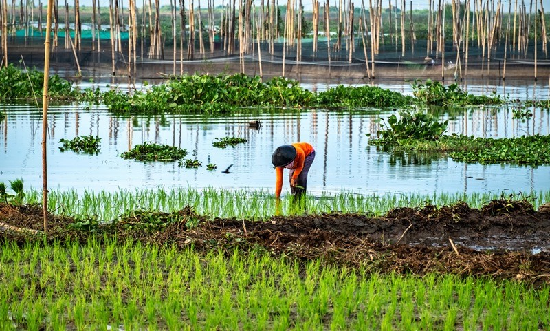 Balitbangtan Siap Optimalisasi Budi Daya Padi Lahan Rawa 