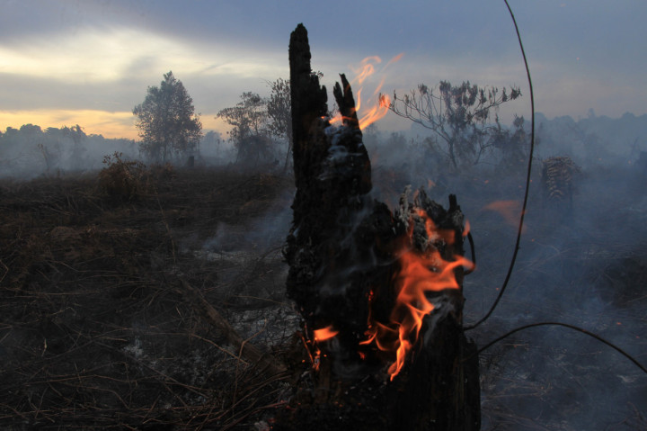 Kebakaran Lahan Gambut di Aceh Barat Meluas