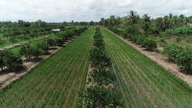 Restorasi Lahan Bisa Jadi Solusi Atasi Krisis Pangan