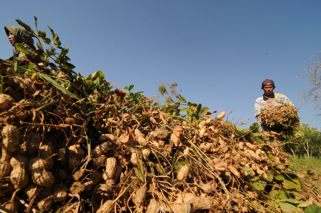 Peluang Bisnis Suplemen dari  Limbah  Kulit  Ari Kacang  Tanah 