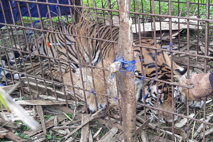 BKSDA Evakuasi Harimau Sumatera di Aceh Selatan