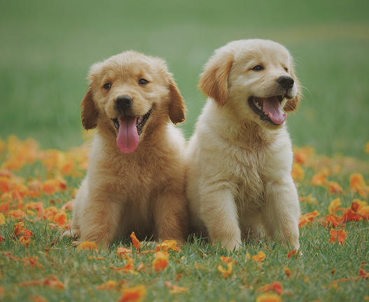 Perhatikan 5 Hal Ini Saat Hewan Perliharaan Main di Taman