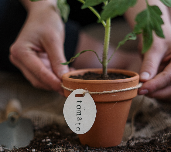 Tips Berkebun Manfaatkan Barang Seadanya