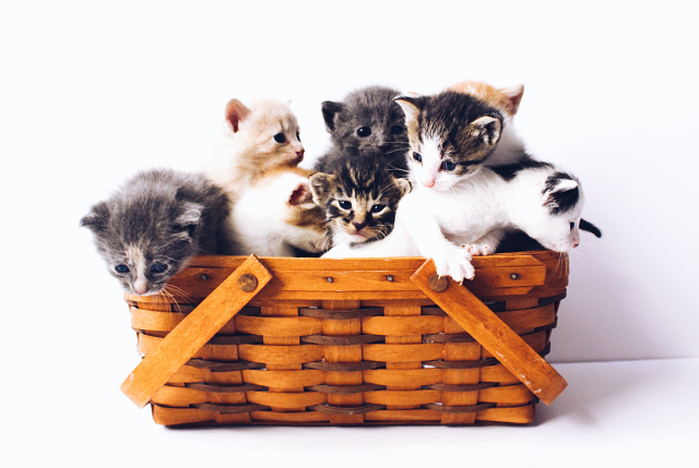 Survei 2010 oleh University of Bristol menemukan pemilik hewan peliharaan kucing lebih mungkin memiliki gelar sarjana dengan cepat. (Foto: Ilustrasi. Dok. Unsplash.com)