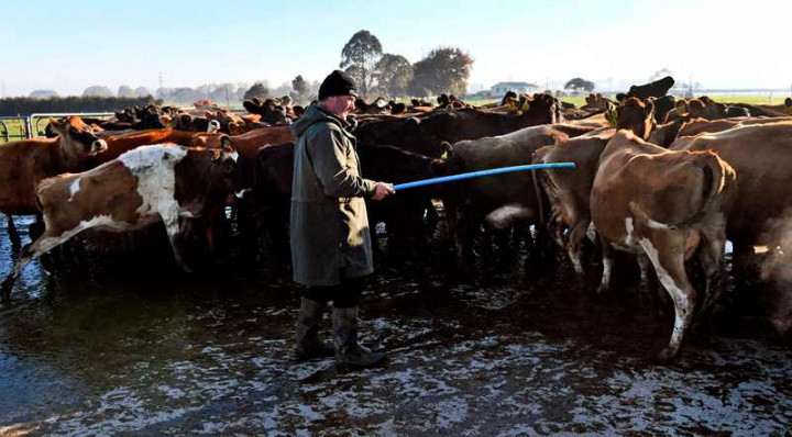 Perkuat Sektor Pertanian, Kunci Sukses Selandia Baru Lawan Covid-19