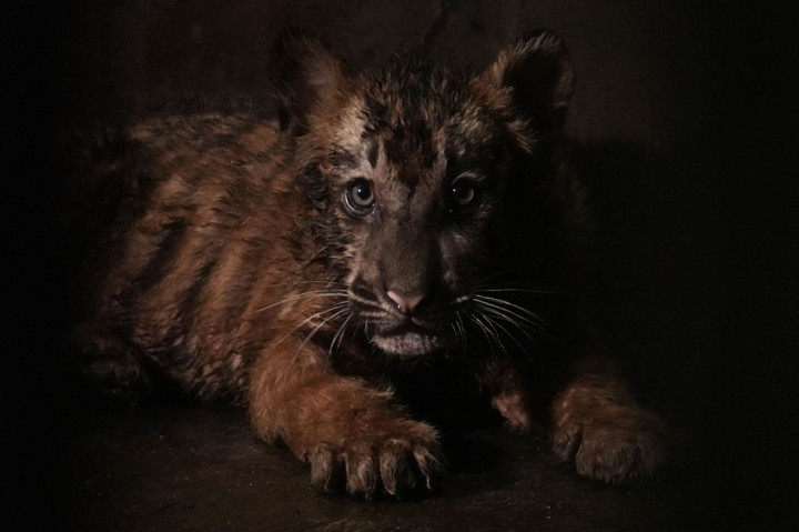 Tingkah Lucu Anak Harimau Benggala di Kebun Binatang Banjarnegara