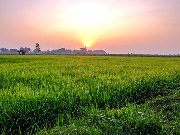 Govt Urged to Tackle Climate-Change Impacts on Rice Yield