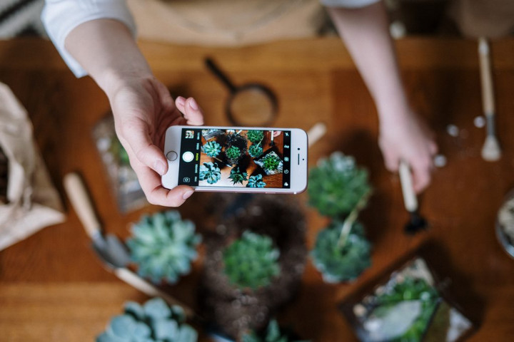 Tips Membeli Tanaman via Online