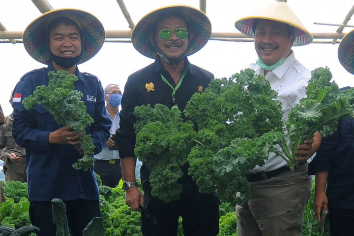 Mentan Dorong Petani Kembangkan Sayur Organik