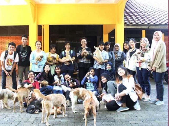 Melihat Anjing Liar, Mereka #BangkitDari Keterpurukan