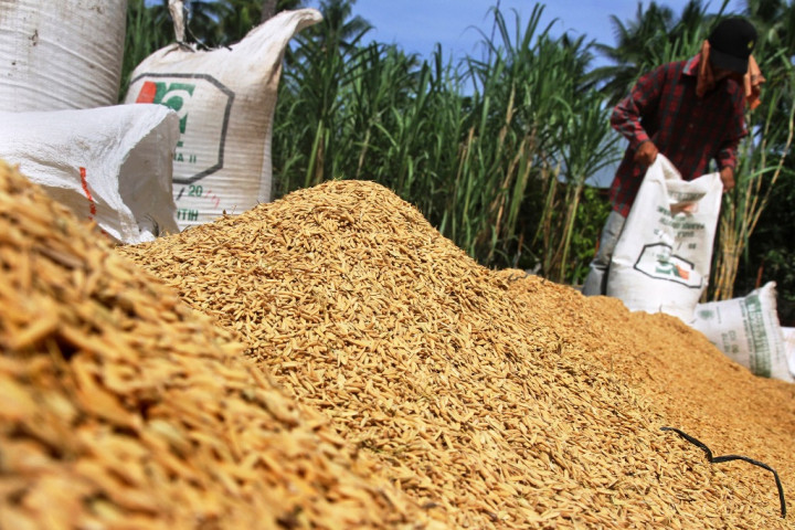 Bulog Serap 700 Ribu Ton Gabah Petani di Semester I-2020