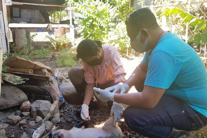 Ratusan Babi di Sikka Mati Diduga Terjangkit Virus