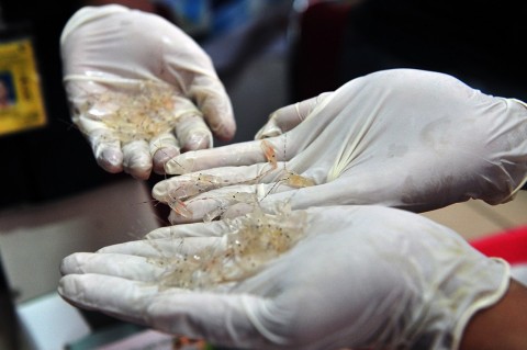 Indonesia Memiliki Benih Lobster Berlimpah