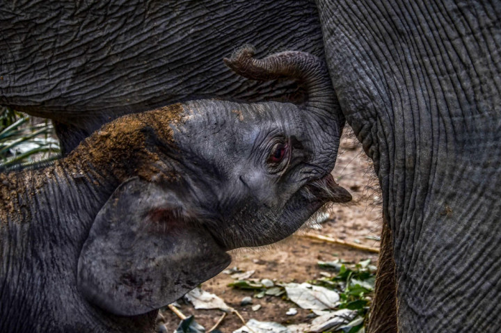 Bayi Gajah Sumatera Lahir di TWA Buluh Cina Riau