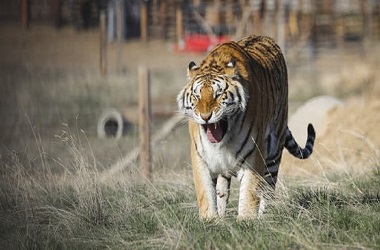 Penjaga Kebun Binatang Tewas Diserang Harimau Siberia