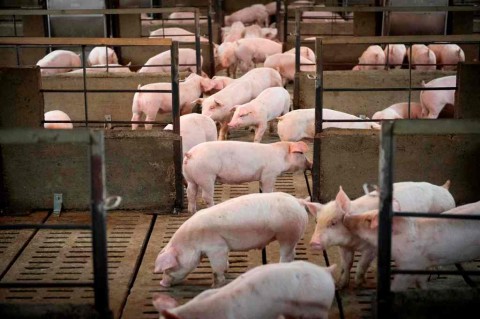 Kementan Tegaskan tak Impor Babi dari Tiongkok