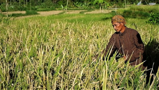 Mbah Royo memotong padi dengan ani-ani dalam prosesi wiwitan. Padi tersebut ada yang disimpan di pematang sawah dan dibawa pulang, digantung di atas pintu. (Foto: Arthurio Oktavianus)