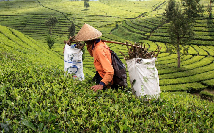 Semester I-2020, Sumut Ekspor Teh 461 Ton ke-9 Negara