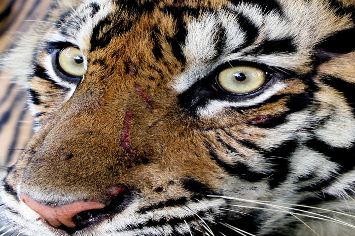 Mengembalikan Ida ke Habibat Aslinya