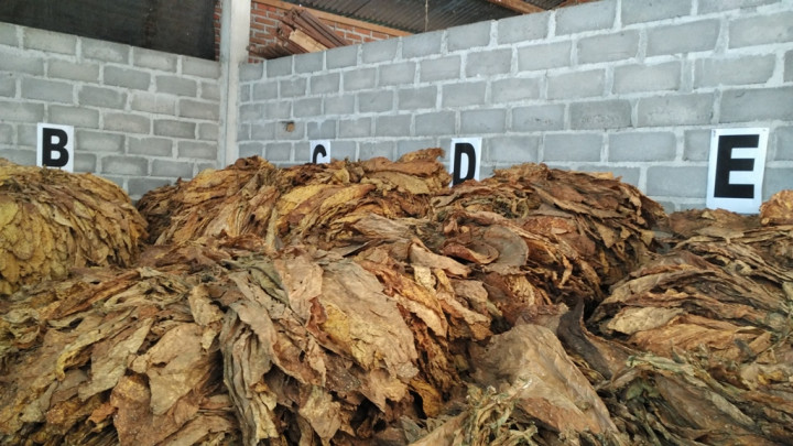 Petani Tembakau Tolak Simplifikasi dan Kenaikan Cukai Rokok