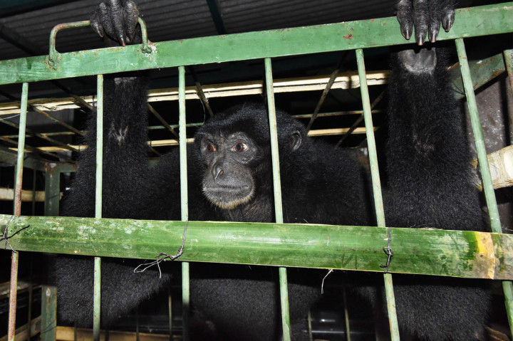 BKSDA Banten Terima Seekor Siamang dari Warga