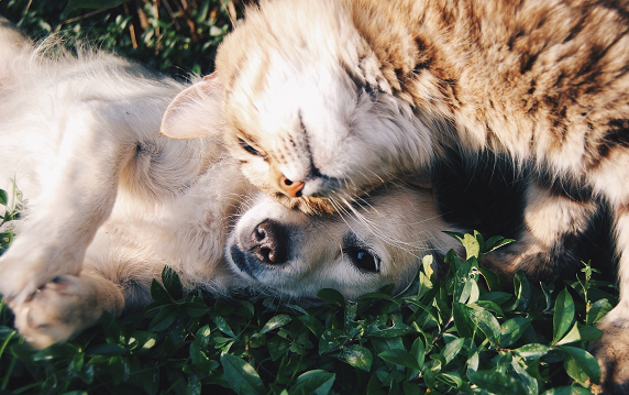 Dengan sedikit usaha, memelihara kucing dan anjing bersamaan ternyata bisa diwujudkan lho! (Foto: Ilustrasi. Dok. Pexels.com)