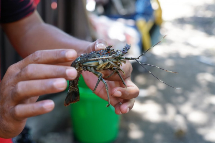 Larangan Penangkapan Benih Lobster Sengsarakan Nelayan