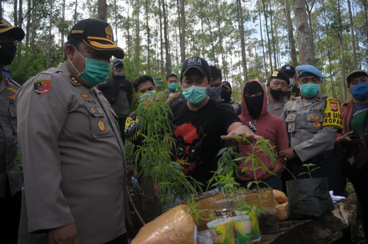 Satu Hektare Ladang Ganja di Bandung Terbongkar Setelah Setahun