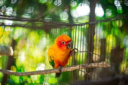 10 Burung yang Tepat Dipelihara Keluarga Anda
