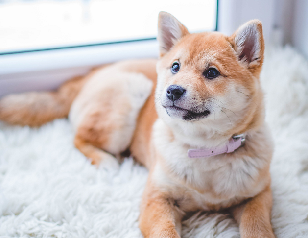 Jika anjing selalu menggerakkan kepalanya, cobalah untuk memegang kepala mereka di satu sisi. (Foto: Ilustrasi. Dok. Pexels.com)