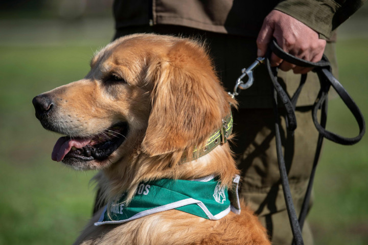 Polisi Chile Latih Anjing untuk Deteksi Pasien Covid-19