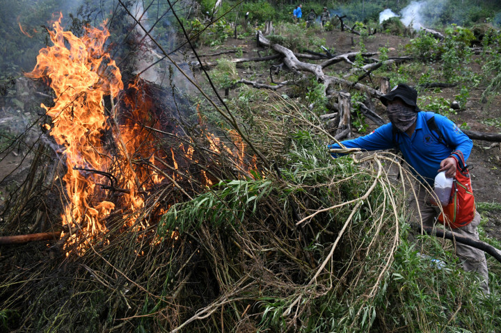 Tim Gabungan Musnahkan Ribuan Batang Ganja Siap Panen di Aceh