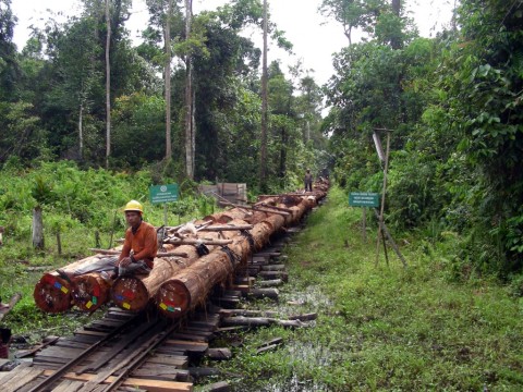 Ekonomi Sektor Kehutanan RI Masih Berdenyut di Tengah Covid-19