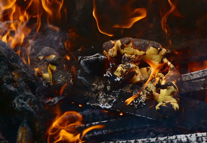 Kulit dan Janin Harimau Sumatera Dimusnahkan