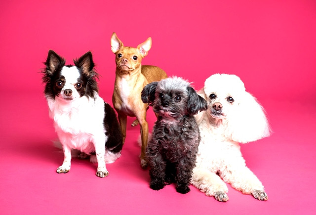 5 Tanda Peliharaan Anda Mengalami Stres