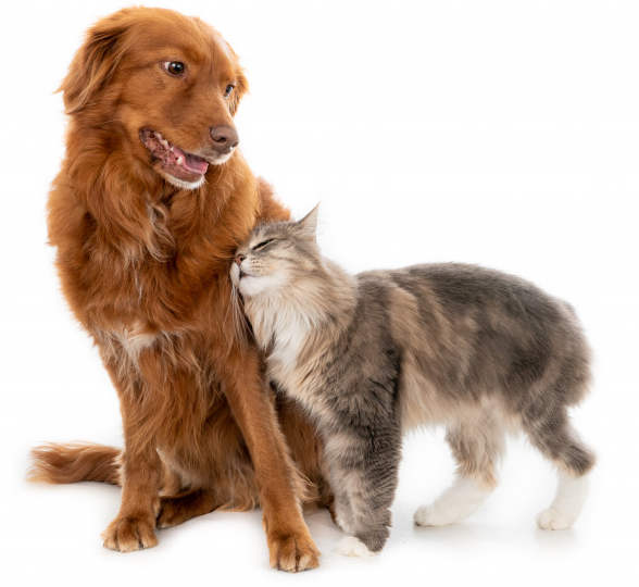 Ini Tandanya Anjing dan Kucing Mengalami Stres