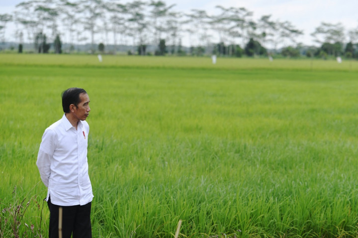 4 Pakar Beri Saran Agar Program <i>Food Estate</i> Jokowi Berhasil