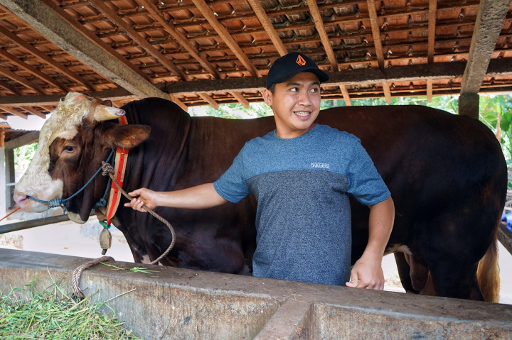 Jokowi Beli Sapi Seberat 1 Ton di Bantul untuk Kurban