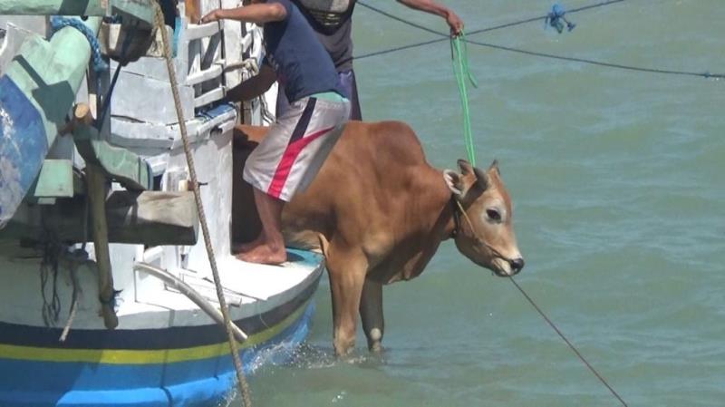 Tak Ada Dermaga, Puluhan Sapi Dilempar ke Laut - Medcom.id