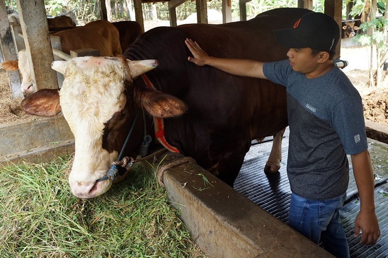 Sapi Kurban Presiden Diserahkan ke Kampung Dul Bangka Belitung - Medcom.id