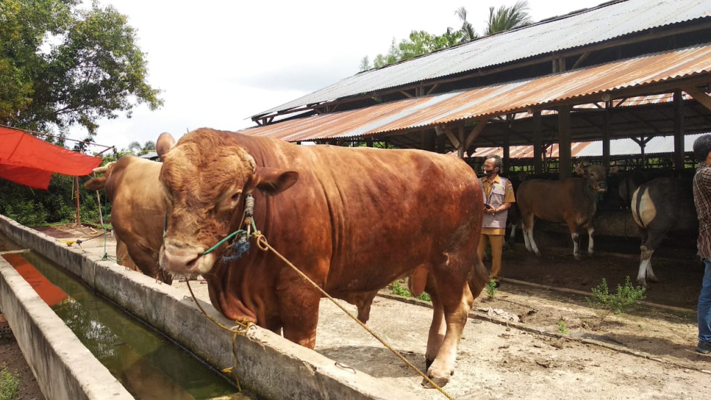 Jokowi Sumbang Sapi Limosin Seberat 1,1 Ton di Palembang - Medcom.id