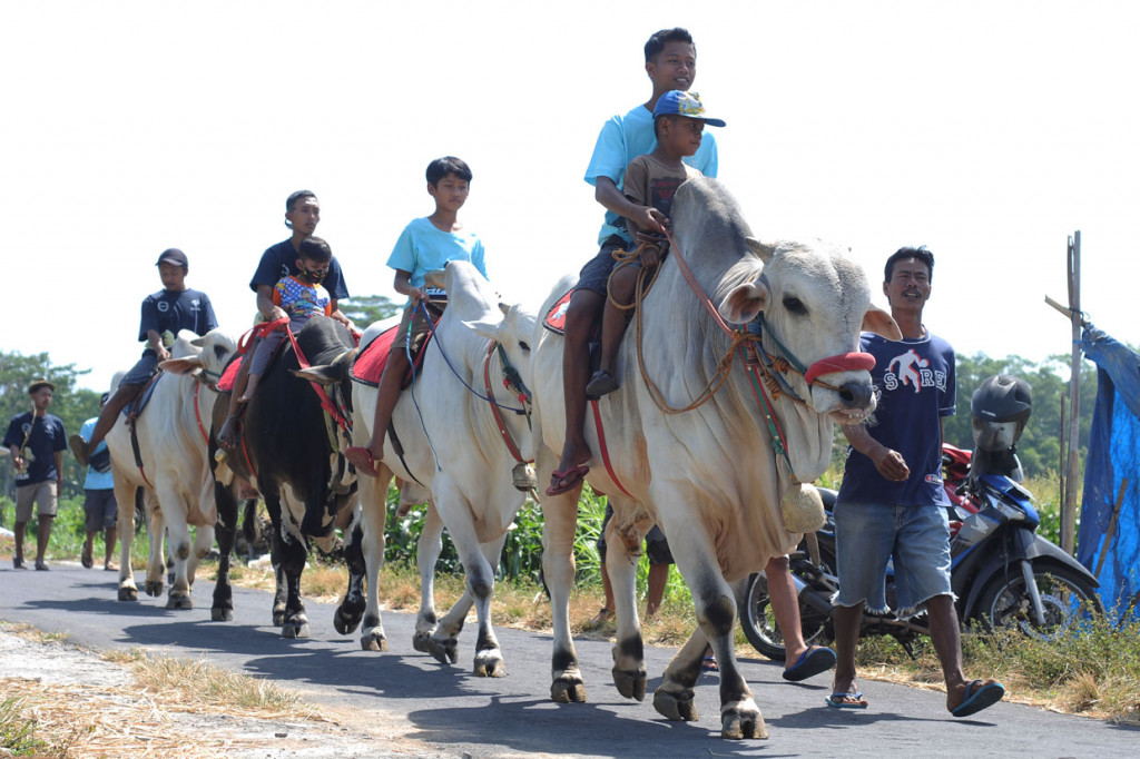 Keseruan Kirab Syukur Peternak Sapi di Boyolali