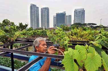 Mengatasi Krisis Pangan dengan Urban Farming