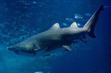 Seorang Perempuan Tewas Diserang Ikan Hiu di Maine